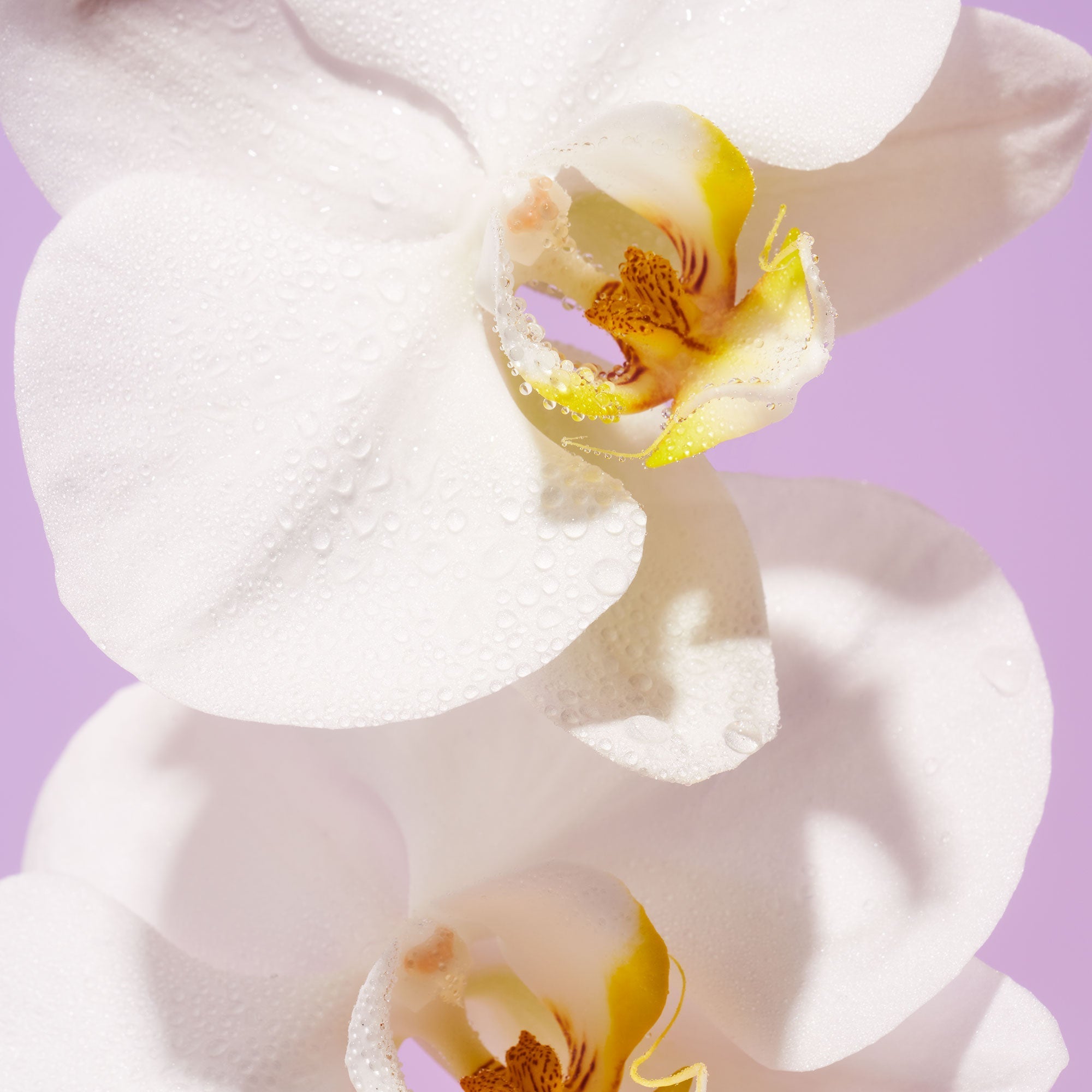 Island Orchid - Body Wash