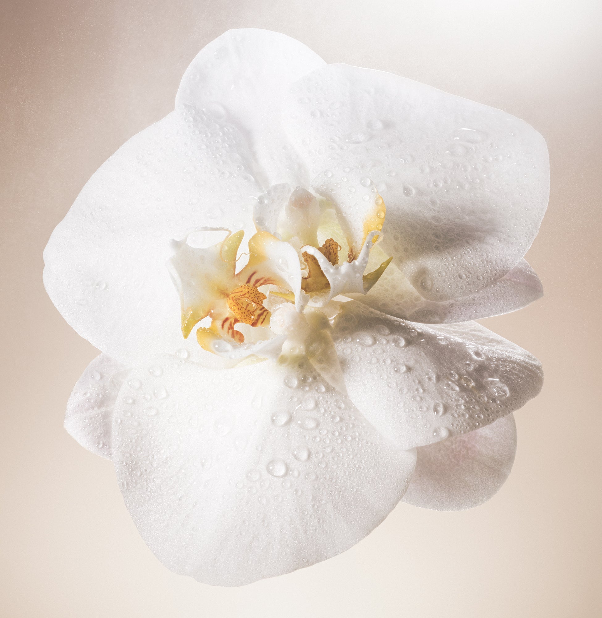 Salt Water Vanilla - Body Scrub