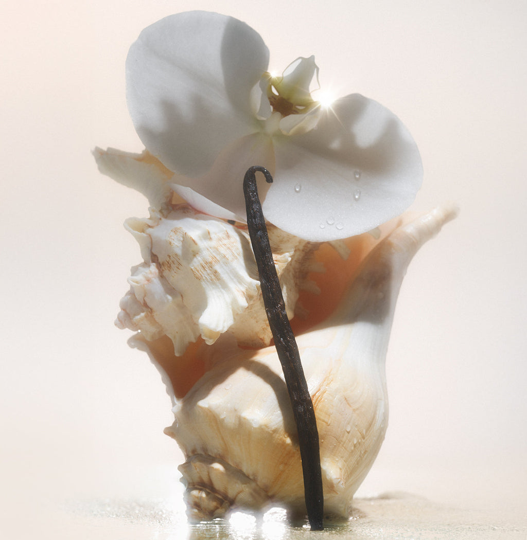 Salt Water Vanilla - Body Oil